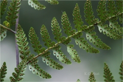 Microlepia speluncae